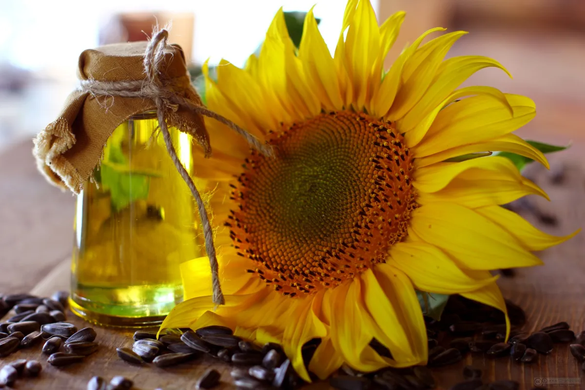 Unrefined Sunflower Oil